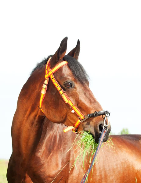 Portrait of amazing breed stallion in spainish traditional halte — Stock Photo, Image