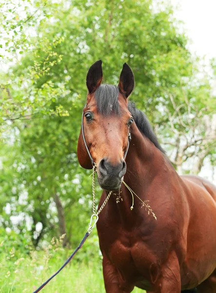 春のシーズンに素晴らしい trakehner 種馬の肖像画 — ストック写真