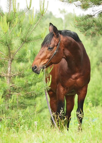 精彩 trakehner 种马在松林树 — 图库照片