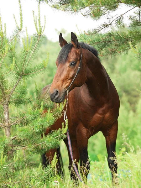 Beautiful Trakehner stallion in pine forest — Stock Photo, Image