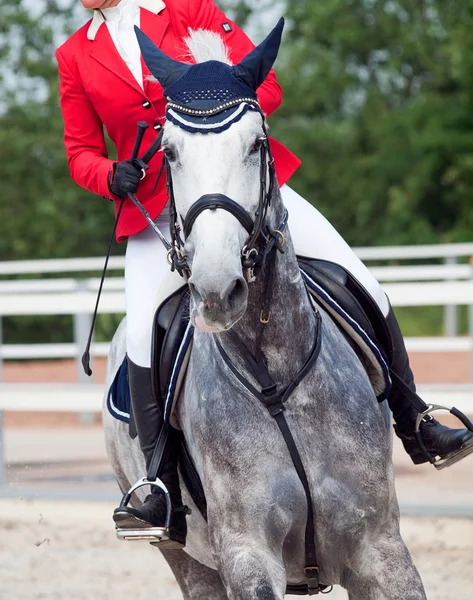 Portait de salto deportivo caballo gris en movimiento durante la competición —  Fotos de Stock
