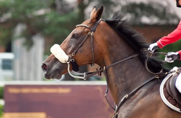 Portrait of sportive horse during competition — Stock Photo, Image