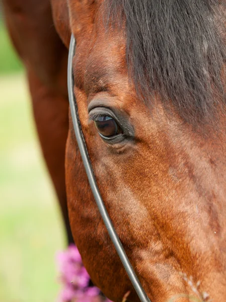 Mooie ogen van de baai paard-closeup — Stockfoto