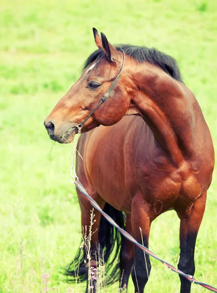 Krásný plemeno sportovní kůň v terénu. — Stock fotografie