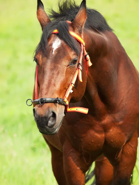Portrait of wonderful Trakehner stallion — Stock Photo, Image