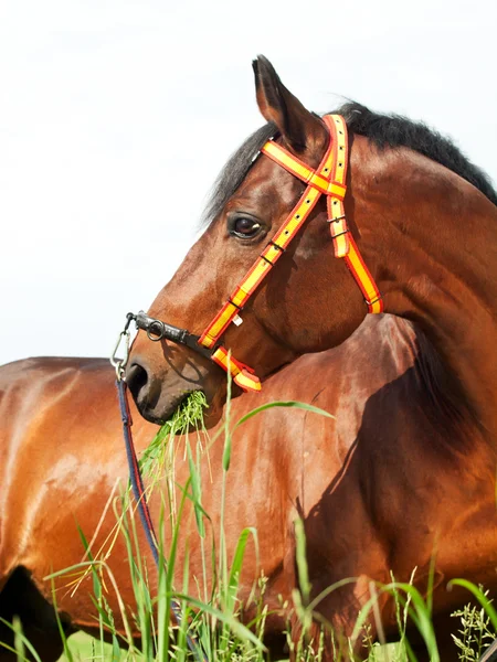 令人惊叹的品种种马在西班牙传统 halte 的肖像 — 图库照片