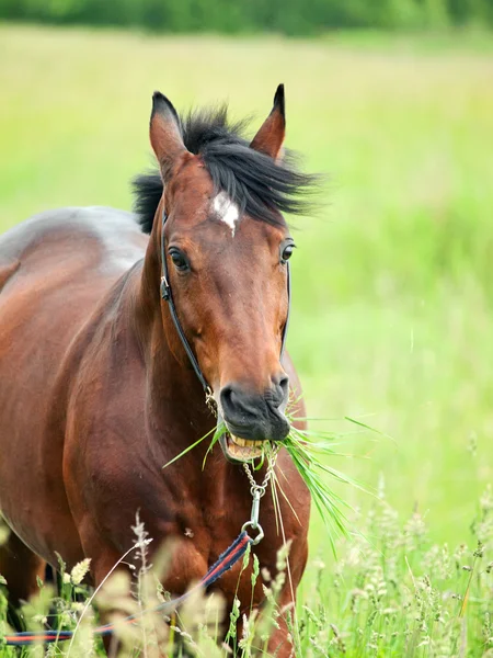 小跑美丽 trakehner 种马在草地上 — 图库照片