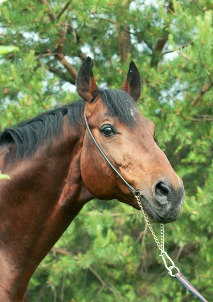 Ritratto di bellissimo stallone Trakehner nella pineta — Foto Stock