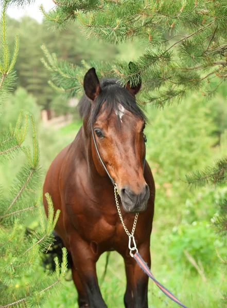 Beautiful Trakehner stallion in pine forest — Stock Photo, Image