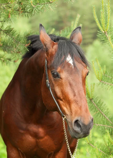 美丽 trakehner 种马在松树林中的肖像 — 图库照片