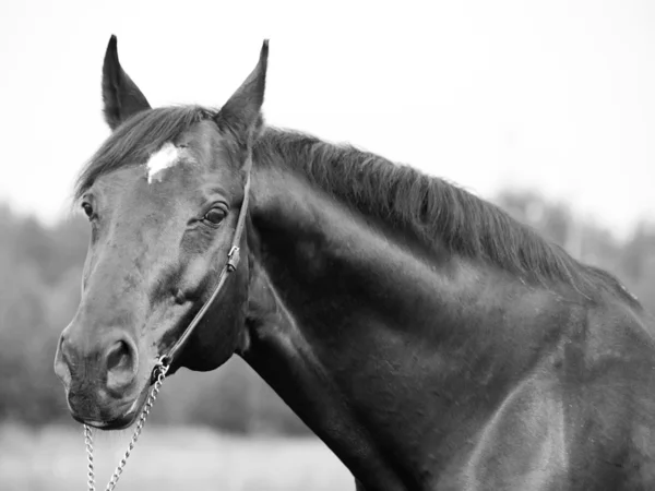 Portrait of wonderful Trakehner stallion in B&W — Stock Photo, Image