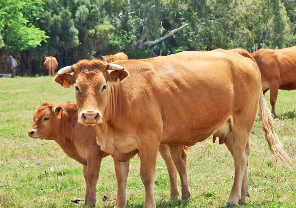 Mucca rossa con il vitello. Andalusia, Spagna — Foto Stock