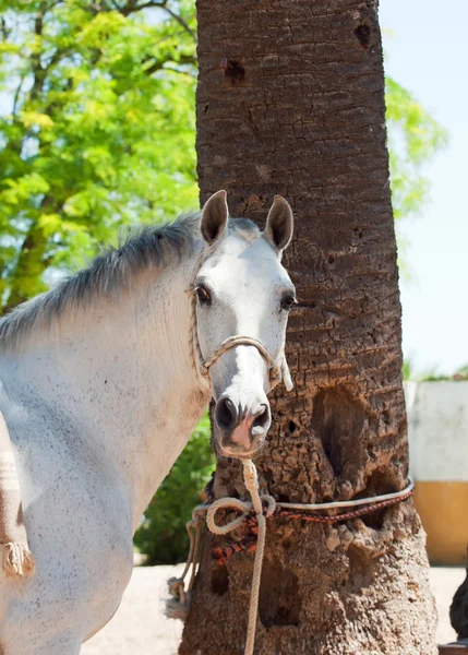 Portræt af vidunderlig hvid spansk hest - Stock-foto