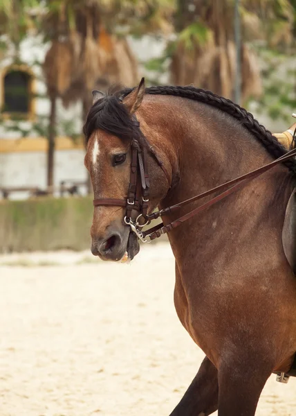Retrato de cavalo andaluz em movimento dia nublado. Espanha — Fotografia de Stock