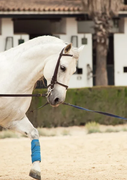 Portret biały koń andaluzyjski w ruchu. Hiszpania — Zdjęcie stockowe