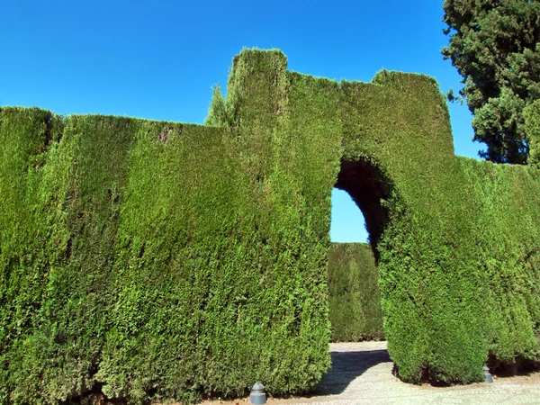 Arbusto cortado en jardines de la Alhambra, Granada, España — Foto de Stock