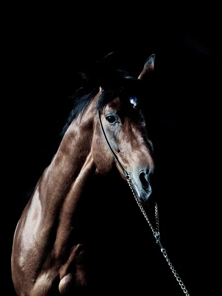 Portrait of amazing breed stallion in dark — Stock Photo, Image