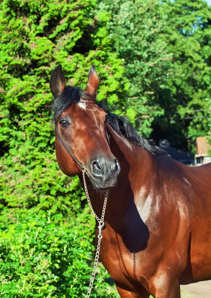 Portrait of wonderful breed stallion — Stock Photo, Image