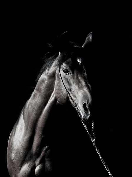 暗闇の中での驚くべき種牡馬の肖像画 — ストック写真