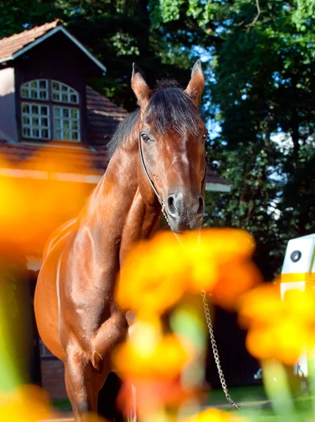 Portrait of amazing breed german stallion — Stock Photo, Image