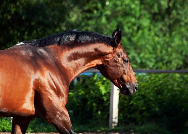 Portrait beautiful breed horse in movement — Stock Photo, Image