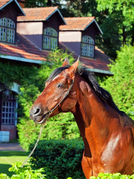 素敵な品種ドイツ種馬の肖像画 — ストック写真