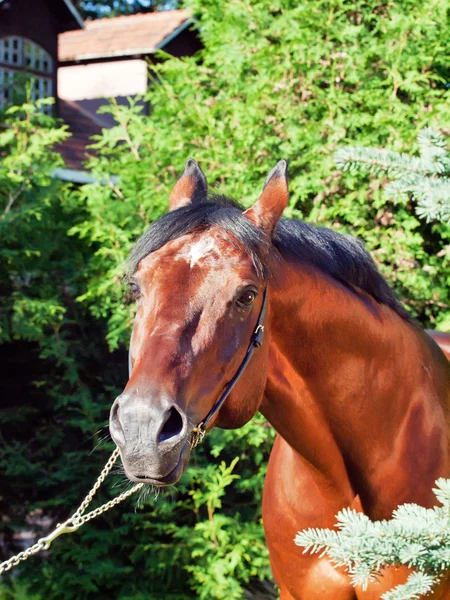Portrait of wonderful breed german stallion — Stock Photo, Image