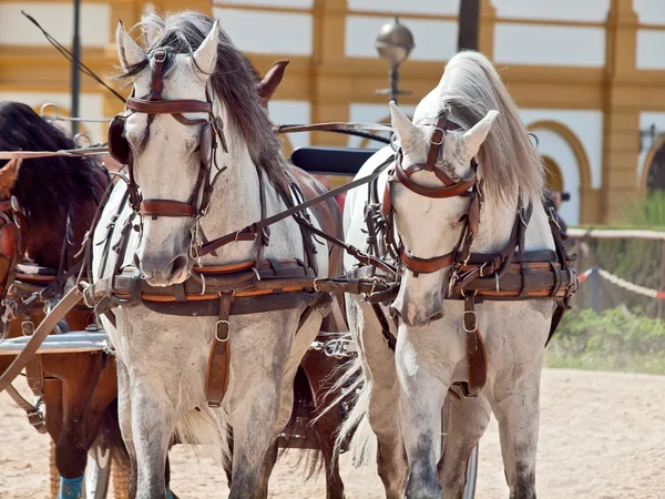Prachtig ras vervoer paarden in Andalusië, Spanje — Stockfoto
