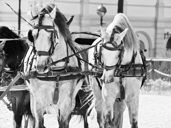 美丽养殖运输马在西安大路，西班牙 — 图库照片