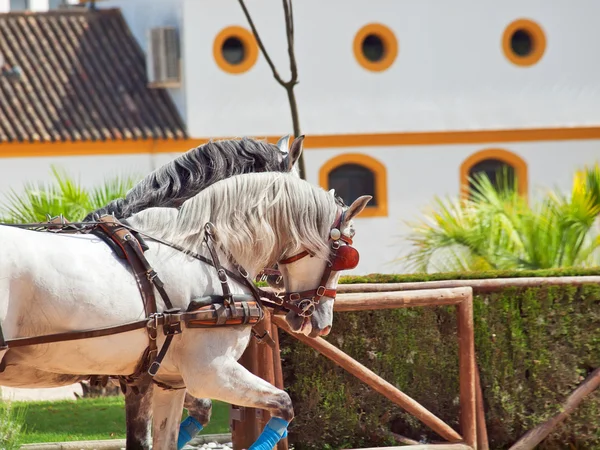 Krásné plemeno tažní koně v Andalusii, Španělsko. — Stock fotografie