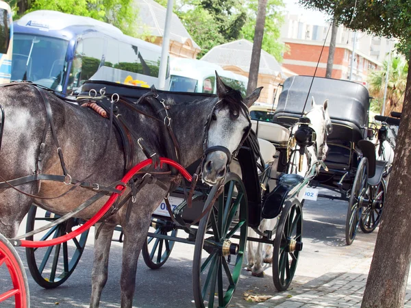 Jeres 德拉弗龙特拉镇，安达卢西亚的马车。西班牙. — 图库照片
