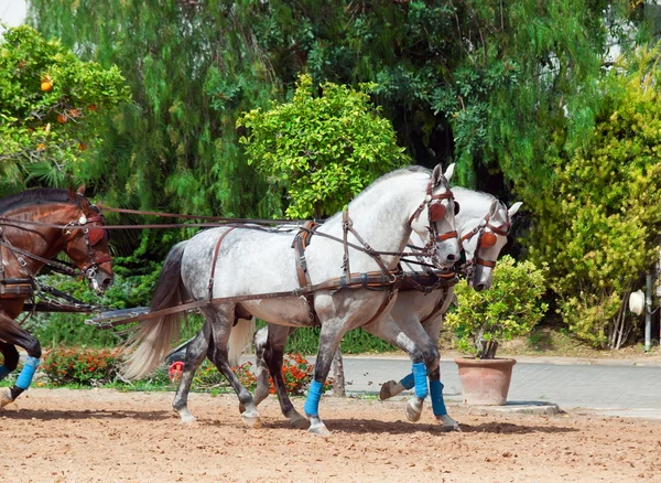 Piękna rasa koni pociągowych w Andaluzji, dzień spain.sunny — Zdjęcie stockowe