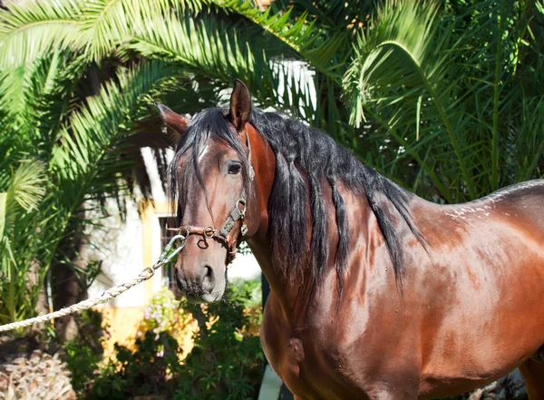 Portrait of beautiful purebred Andalusian bay stallion — Stock Photo, Image