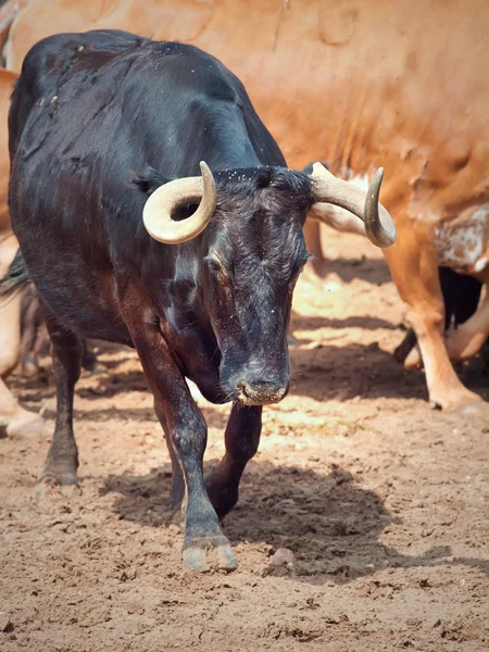 Černé plemeno kravského mléka ze španělského hospodářství. Andalusie — Stock fotografie