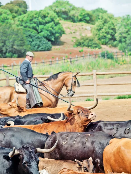 Travail rural avec troupeau de vaches en Andalousie, Espagne — Photo