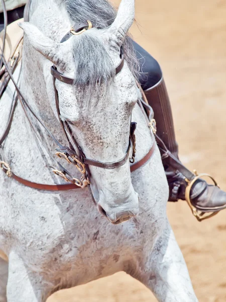 Porträtt av Andalisiska grå dressyr häst — Stockfoto