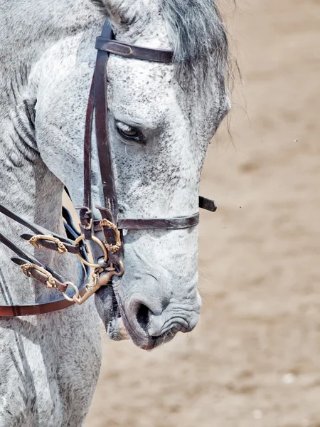 Portrait of Andalisian grey dressage horse — Stock Photo, Image