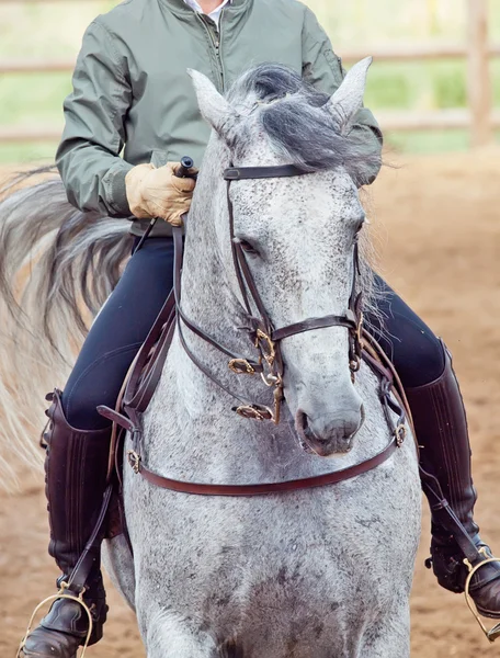 Portret niesamowite andalisian szary ujeżdżenia konia — Zdjęcie stockowe