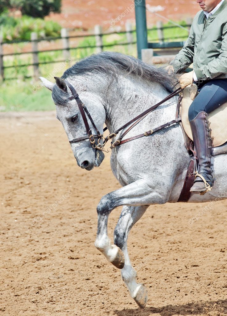 Cheval gris outlet moucheté