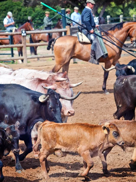 Trabalho rural com rebanho de vacas na Andaluzia, Espanha — Fotografia de Stock