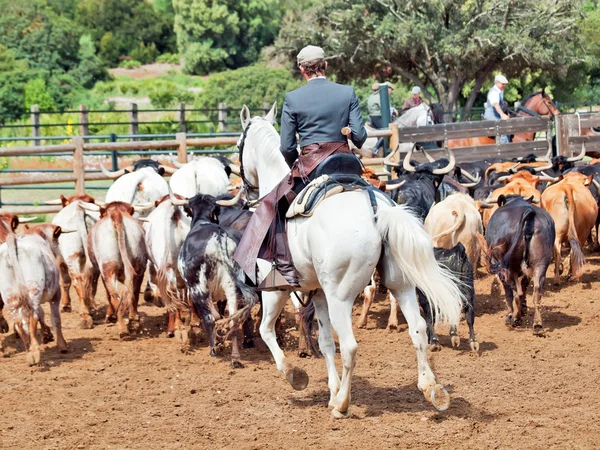Trabajo rural con rebaño de vacas en Andalucía, España —  Fotos de Stock