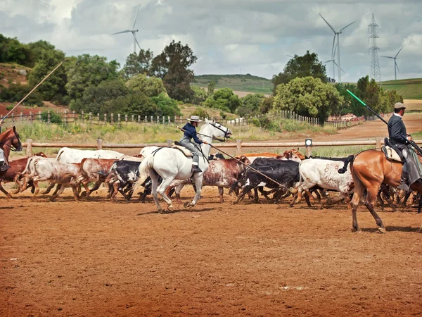 Trabajo rural con rebaño de vacas en Andalucía, España —  Fotos de Stock