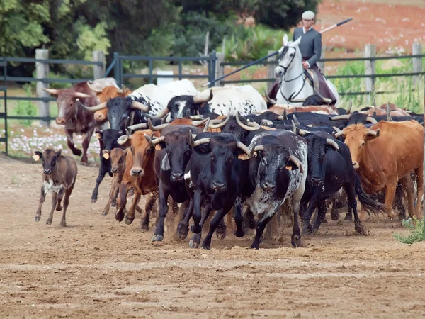 Сільських роботи з стадо корови в Андалусії, — стокове фото