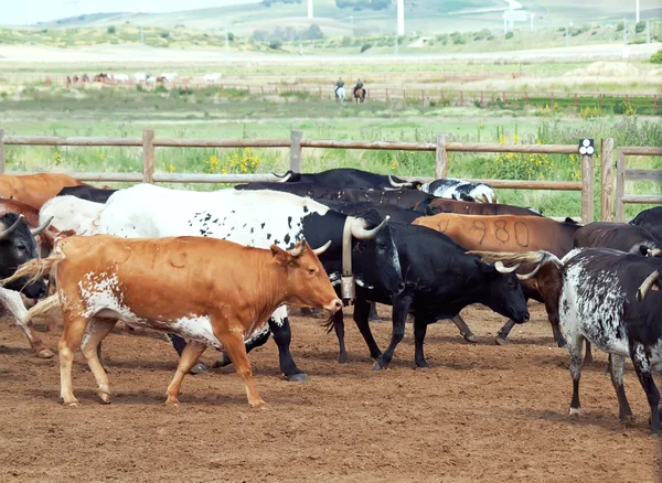 Una mandria di mucche nel recinto. Spagna, Andalusia — Foto Stock