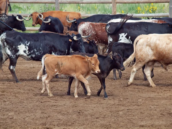 Mandria di mucca con vitelli. Spagna, Andalusia — Foto Stock