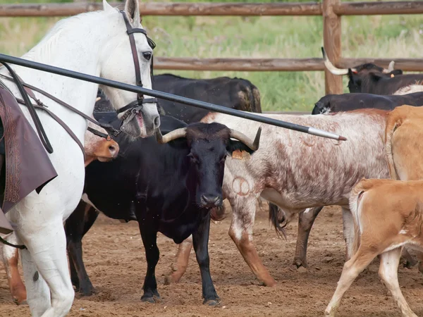 Travail rural traditionnel avec troupeau de vaches en Andalousie, Espagne — Photo