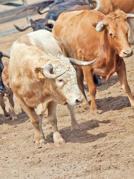 Mleko krowy i palomino byka w padoku z hiszpańskim gospodarstwa. Hiszpania, — Zdjęcie stockowe