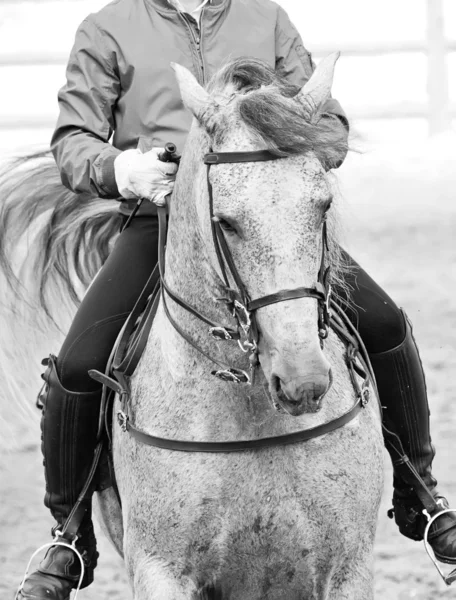 Portrait of amazing Andalisian grey dressage horse — Stock Photo, Image