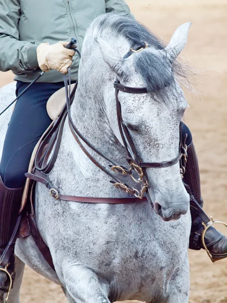Ritratto di incredibile cavallo andaluso grigio dressage in movimento — Foto Stock