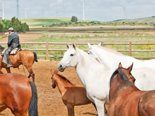 Mandria di cavalli in fattoria spagnola. Andalusia. Spagna — Foto Stock